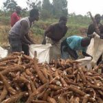 Côte d'Ivoire manioc