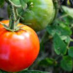 tomate oignon piment