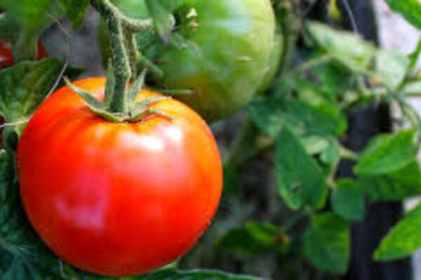 tomate oignon piment