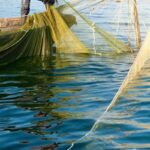 voleur poissons nasses