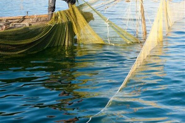 voleur poissons nasses