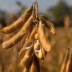 Bénin soja prix vente