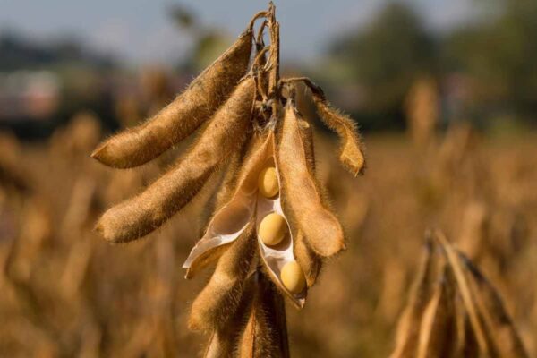Bénin soja prix vente