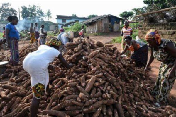 Bénin agricole transformation manioc maïs riz