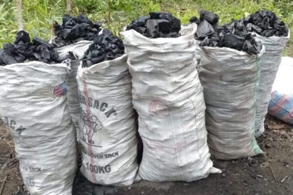 Bénin, transport de bois, écologie