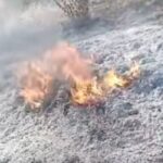 Segbana champ de soja