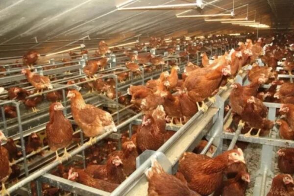 Bénin ADPME Technoserve aviculture karité