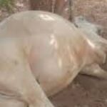 Tragédie Nikki bœufs intoxication