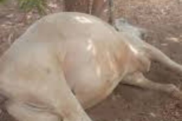 Tragédie Nikki bœufs intoxication