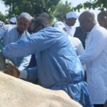 Bénin campagne de vaccination bovins