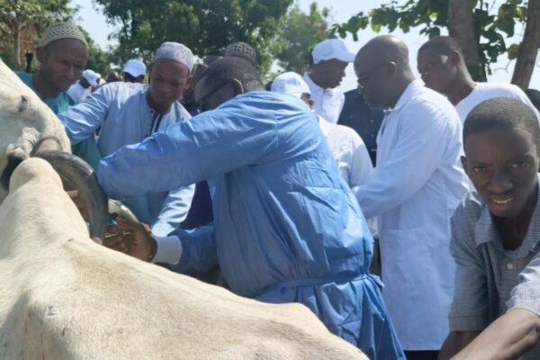 Bénin campagne de vaccination bovins