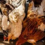 Patrice Talon volaille Interdiction d'importation