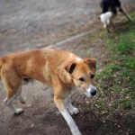 Animaux errants Zou préfecture rage