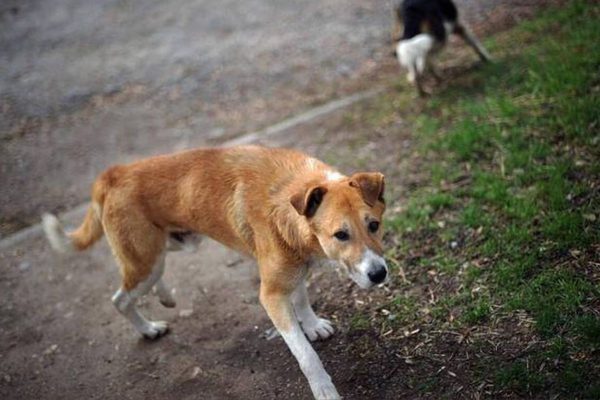 Animaux errants Zou préfecture rage