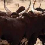 Bénin : un bouvier vend les bœufs de son patron pour 14 millions et confie tout à un faux marabout