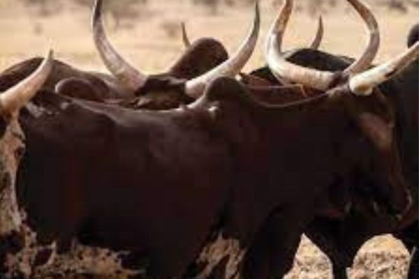 Bénin : un bouvier vend les bœufs de son patron pour 14 millions et confie tout à un faux marabout