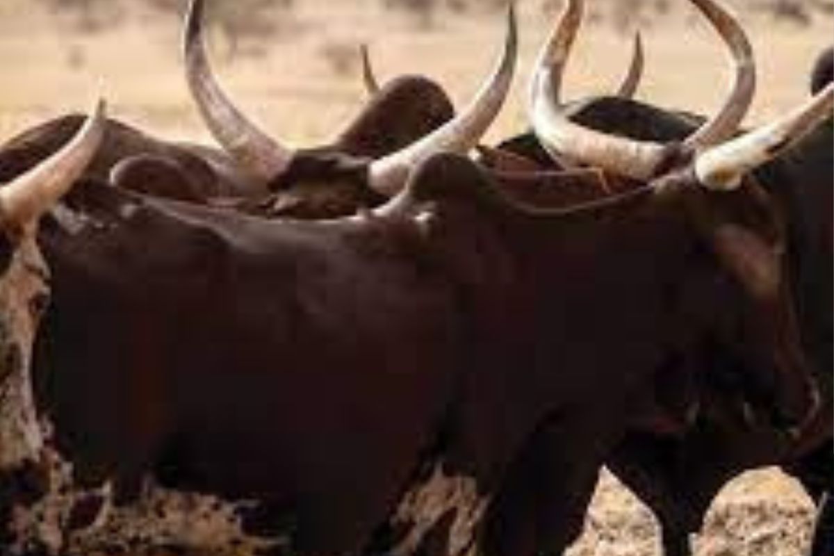 Bénin : un bouvier vend les bœufs de son patron pour 14 millions et confie tout à un faux marabout